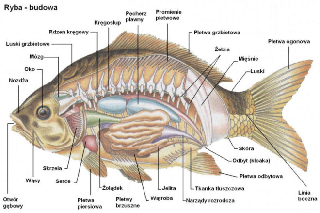 Podstawy anatomii, morfologii i fizjologii ryb