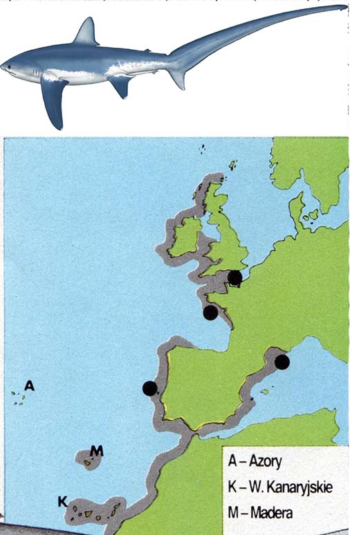 Rekiny – władcy atlantyku