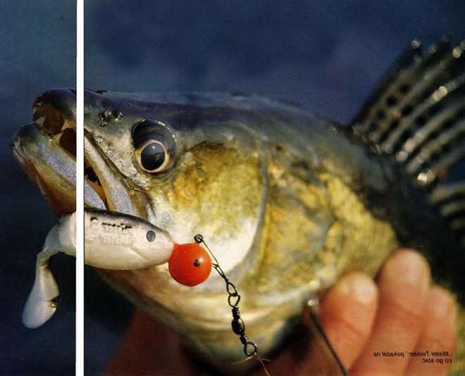 Fishing for zander with artificial bait
